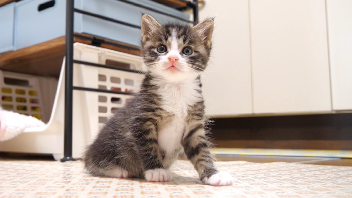 MeowMoeDotCom's tweet photo. お腹空いたの？赤ちゃん子猫に問いかけたらかわいい返事で答えてくれる？【赤ちゃん猫　保護猫】
 
https://t.co/Fnuyl6IlpO
 
#Cat #Gatten #Kitten #Meow #Neko #StrayCat https://t.co/tN4huxdG17