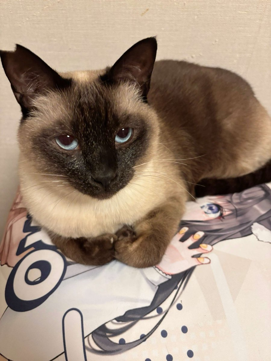 ねこまた (@nabenekoma) / Posts / X