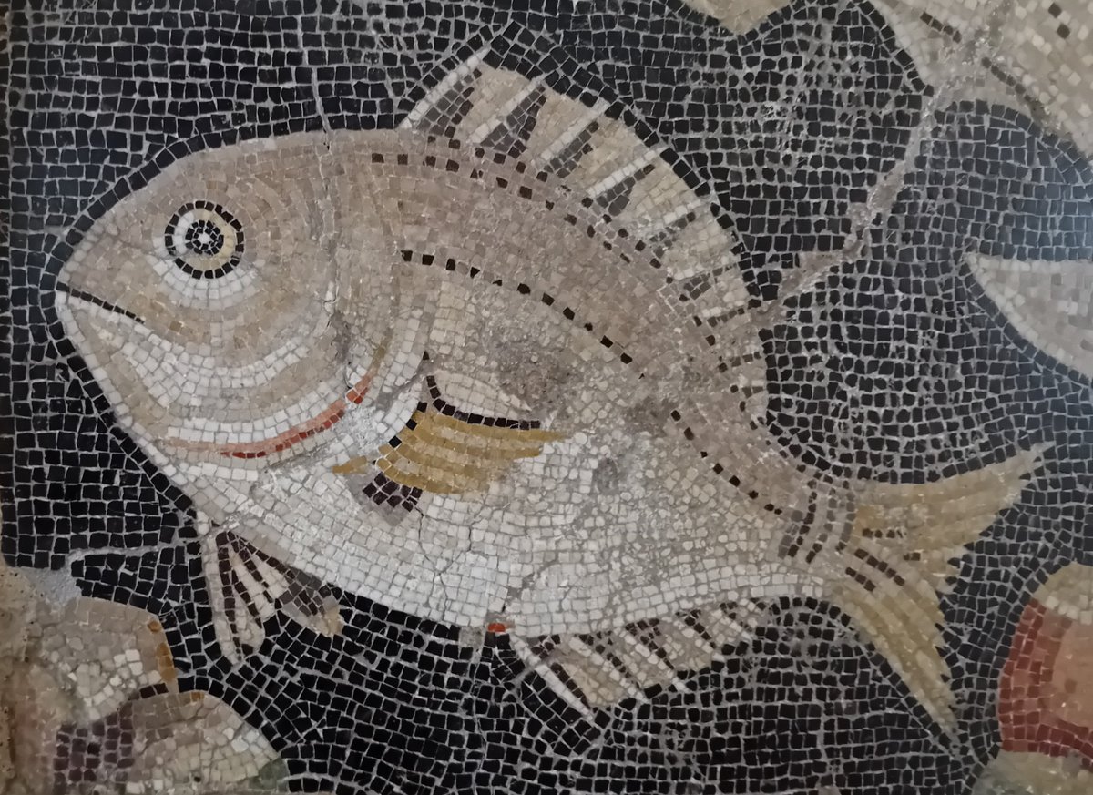 A close-up of a #Roman mosaic fish, part of a wider marine scene #MosaicMonday
