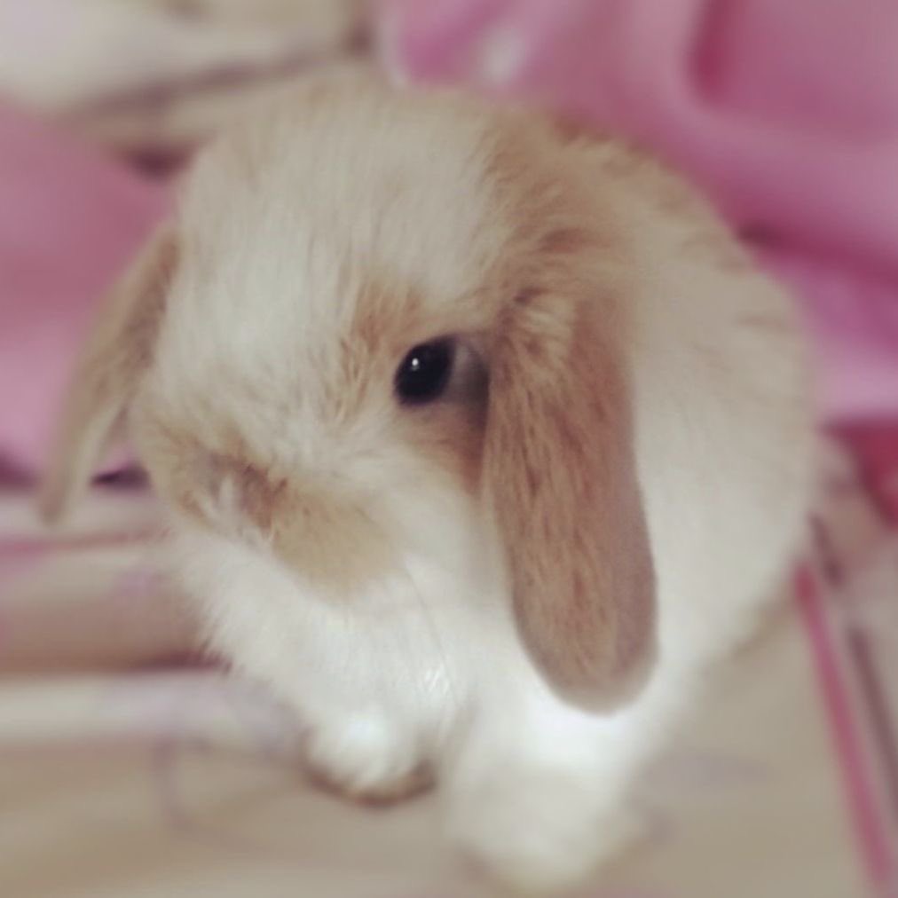 linodding's tweet image. how does pinterest see you? ♡ 

character 
tattoo 
doll
animal