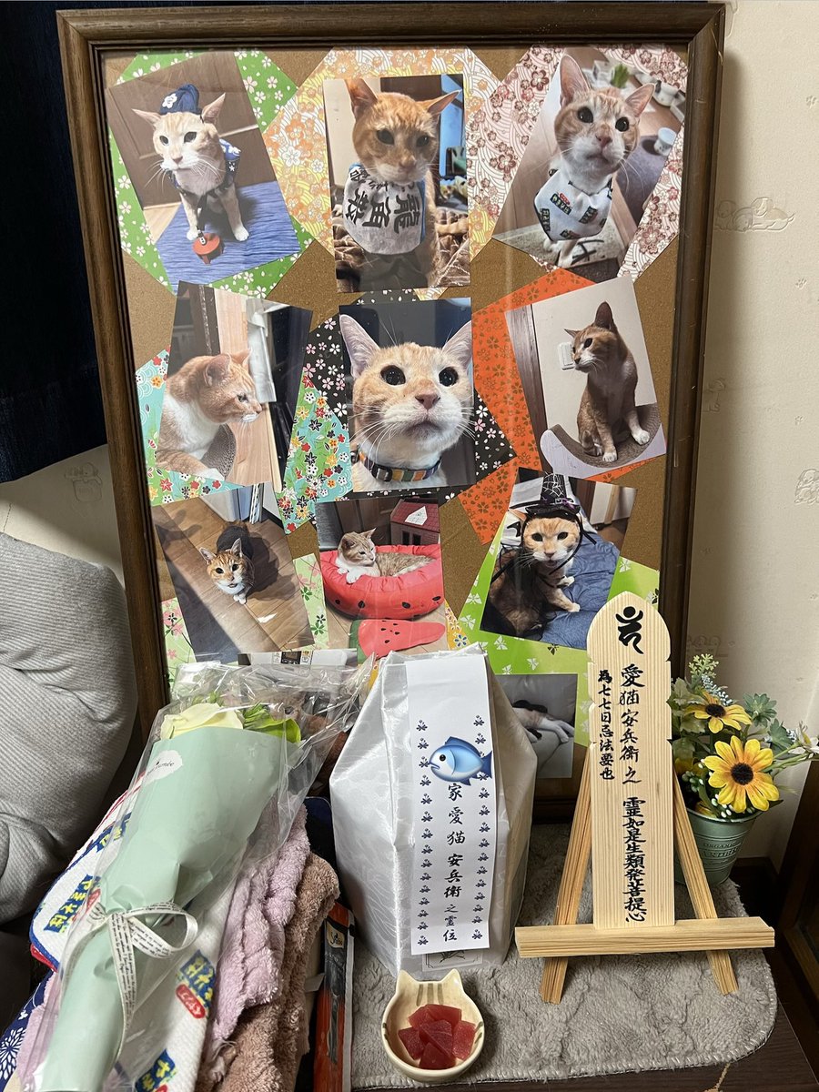 yasubee_104's tweet photo. おさしみもって帰るべぇ✨😸🌈✨
また遊んでくれべぇ〜💛😽🩷 https://t.co/QZpw6d3NvI