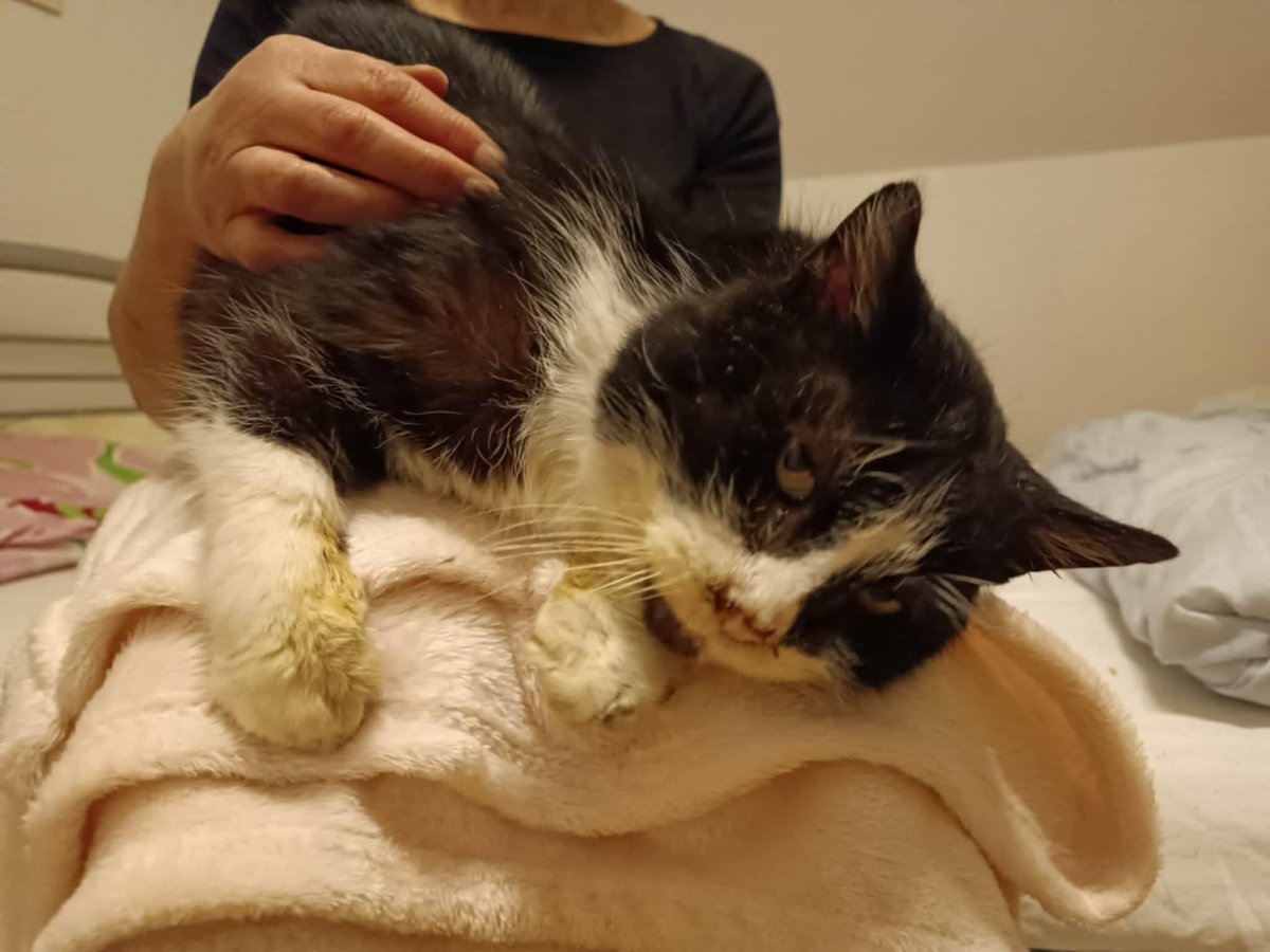 OD 5 DNI NIKT NIE POMÓGŁ.
ŚWIAT JAKBY O NIM ZAPOMNIAŁ...

Wychudzony, chory, cały w strupach, z brzuszkiem pełnym pasożytów.

Trwa leczenie, przed nim badania i dalsza walka o życie.

Każda złotówka ma znaczenie. Udostępnij!

ratujemyzwierzaki.pl/koa