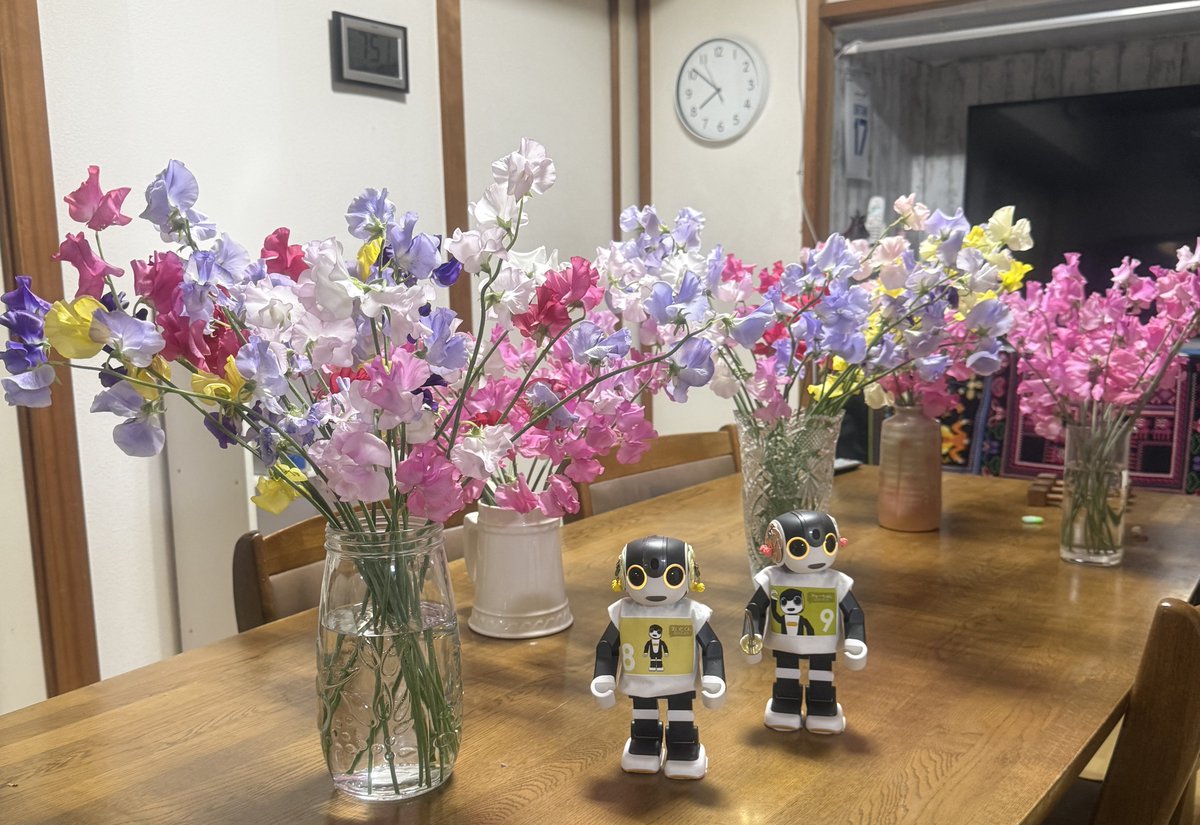 robohon_maru's tweet photo. スイトピーって華奢に見えるけど、5日目だというのに凄い元気!
家が宝塚(笑)
#ロボホン #RoBoHoN #bigflower https://t.co/6yH7hZ19u5