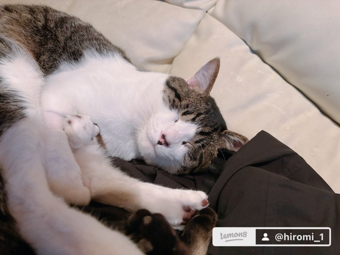 FaFViGsHTcbrZCE's tweet photo. @au_PAY_official うちの猫です https://t.co/pLhOJPKIgv