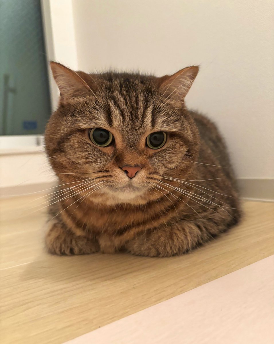 どんぐり@パヤ毛のどんぐり (@donguri_manchi) / Posts / X