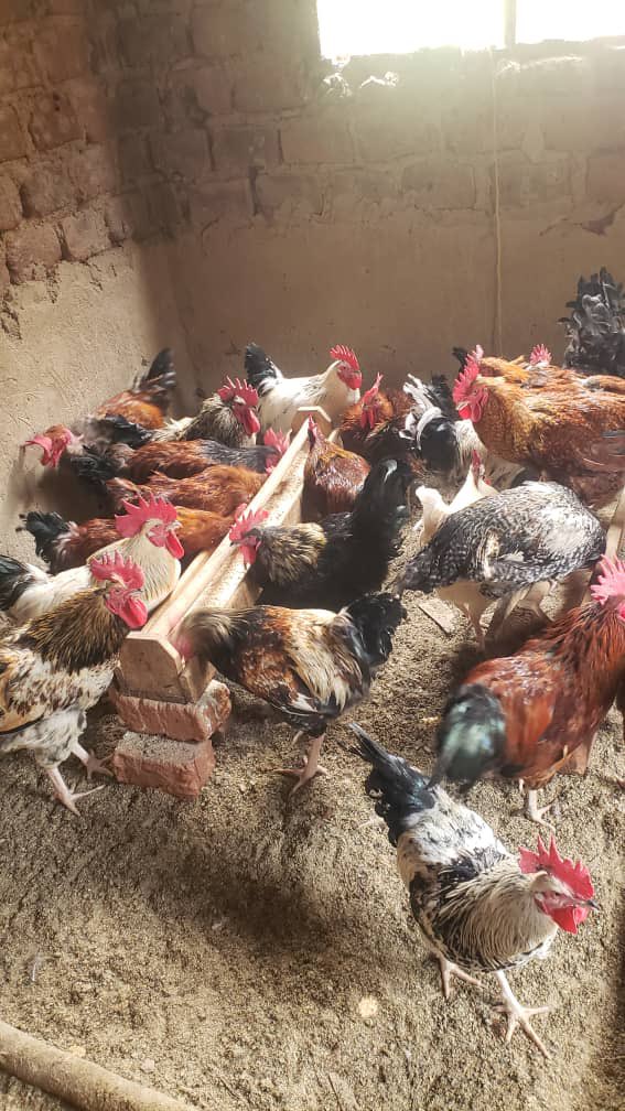 Empanga Local Chicken tweet media