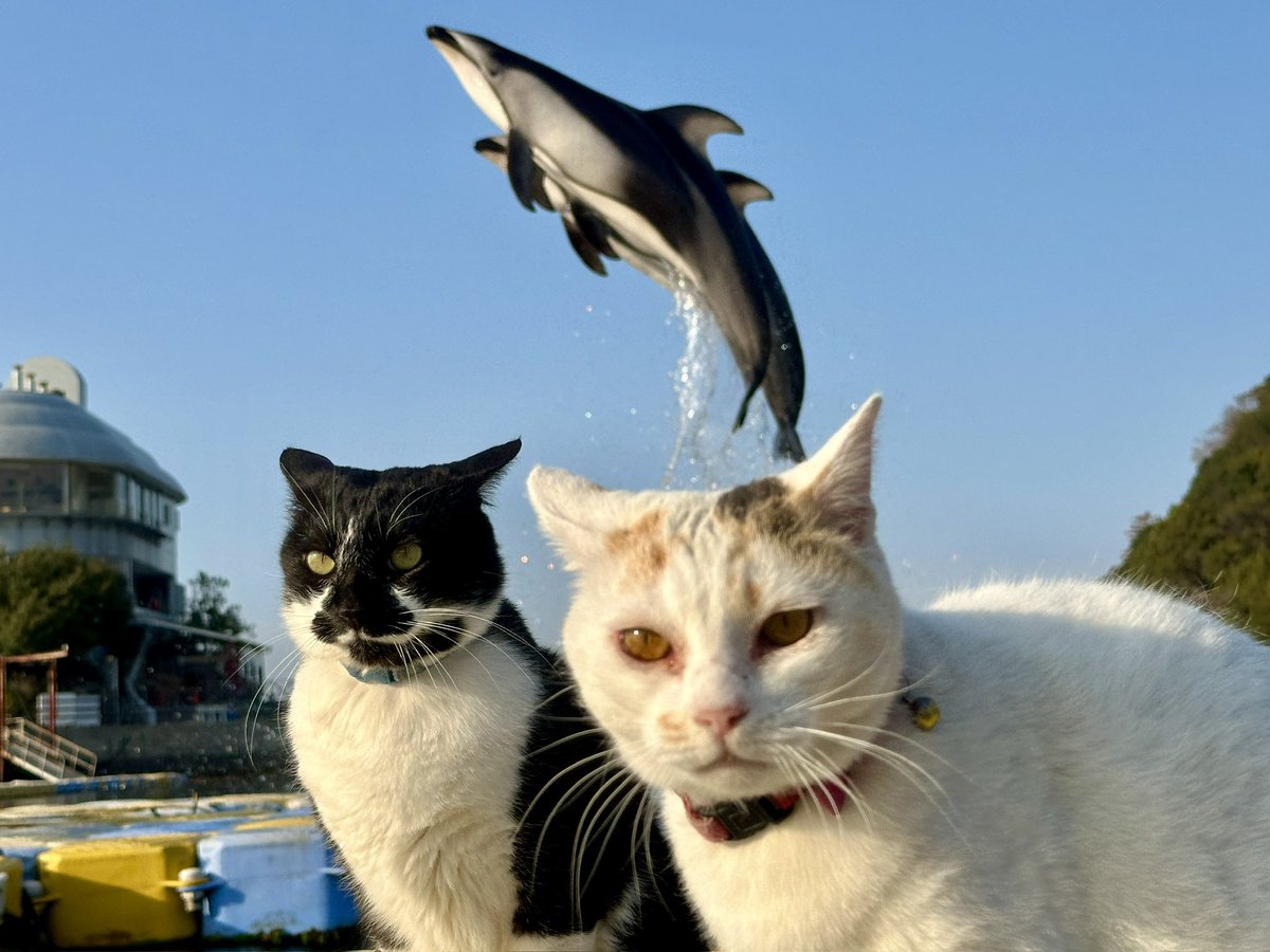 今日は2月22日のネコの日🐈‍⬛🐈🩷 しろみとオセロ特集します😉 1枚目