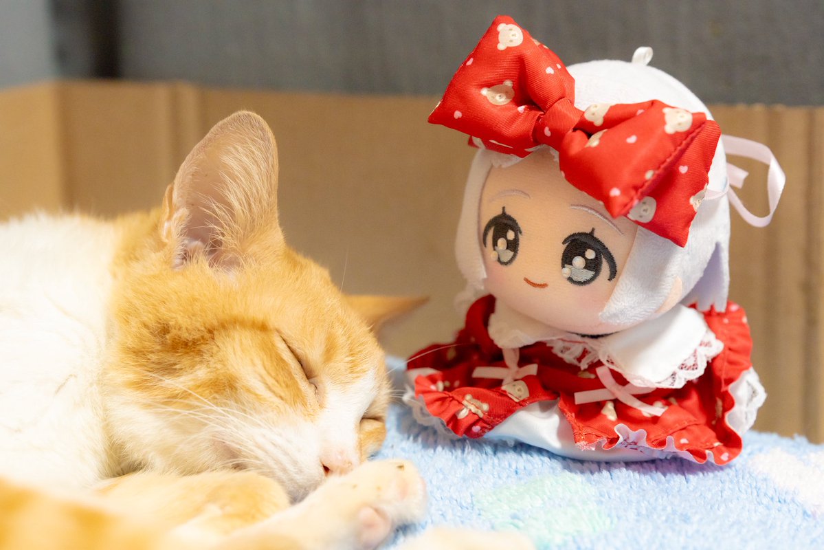 Post by YADAちゃん on X: #猫の日