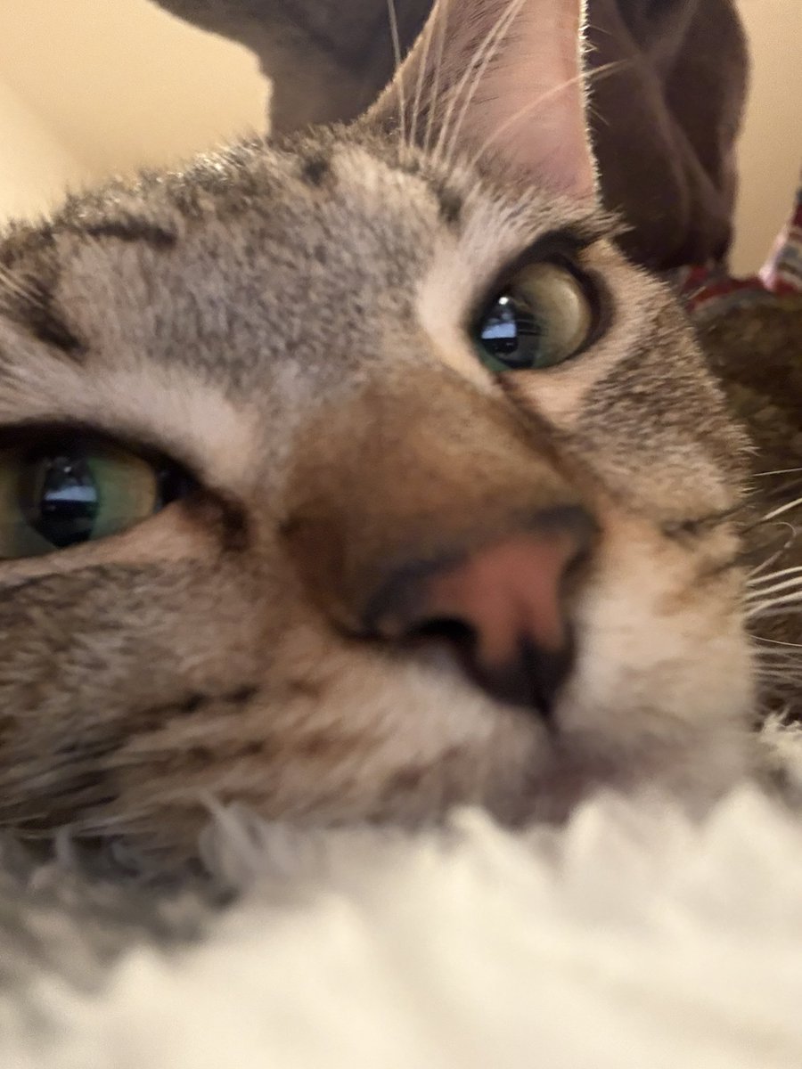 arie0415's tweet photo. 猫の日だねー
 #猫の日 https://t.co/3hhw4cc0RQ