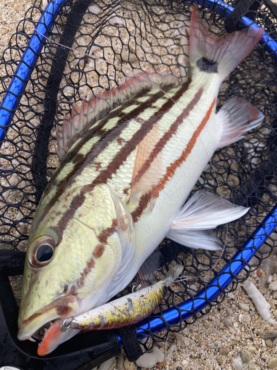 公式】tailwalk (テイルウォーク)｜世界中の釣り好き応援中