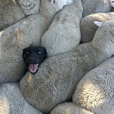 Old Man Metal tweet media