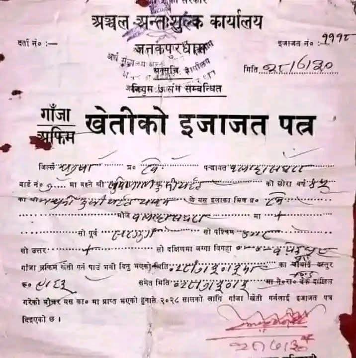 UniqueSampang's tweet photo. कुनै बेला नेपालमा  गाँजा र अफिम खेतीको लागि लाइसेन्स  हुन्थ्यो। https://t.co/ib3W9lx0Vq