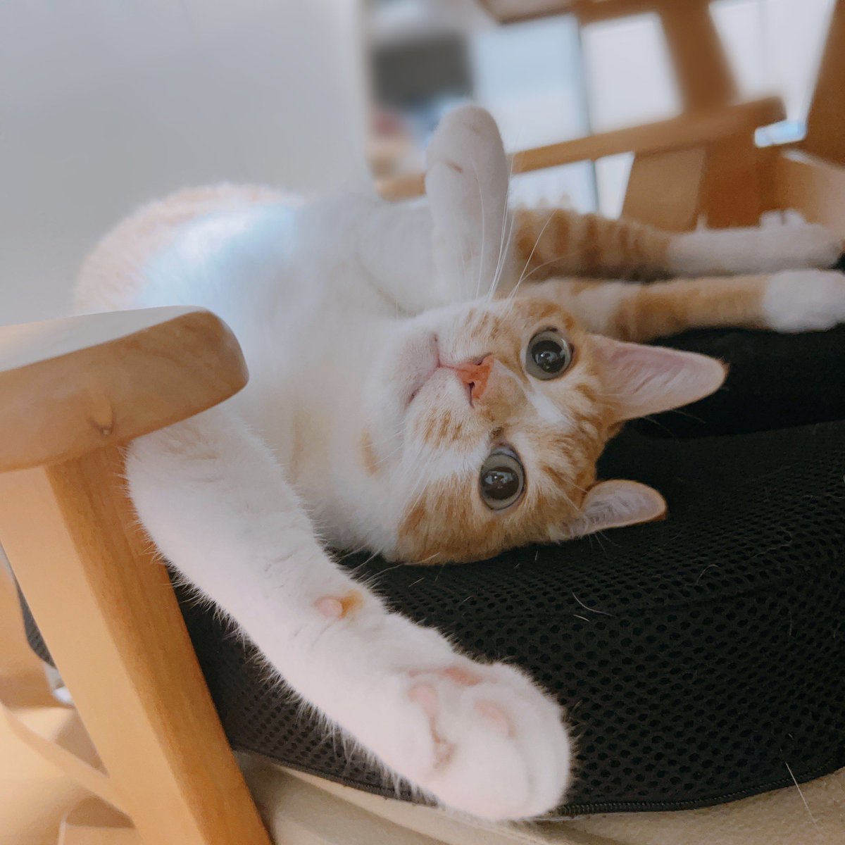 にゃんにゃんにゃんの日