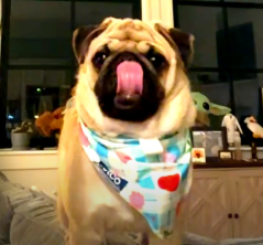 PixeETH's tweet photo. I think BarkingPuppy just posted @TheRoaringKitty's dog Hear me out. Looking at this instagram story, you can see Barking Puppy on facetime with a women and a dog, but not just any dog First, I believe its the woman because of her appearance and the background her hair is dark brown, just like roaringkitty's girlfriend Caroline Gill, look at the pic in question, you can see the hair color and nose similarities I think its the same house because the same kind of plaster in both pictures, they are also the same shade, you can tell it is the same if you change the contrast on the image Now for the name, 

I believe the dogs name is "Rico" because of the bandana, there are 3 discernable consecutive letters in a 4 letter name, those three are "ico" the only possible name it can be is Rico. 

We just found @TheRoaringKitty 's new dog. https://t.co/ge21jTggk9