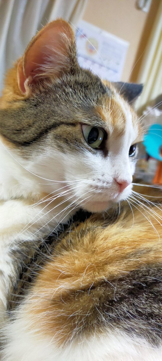 ナヲ。 tweet media