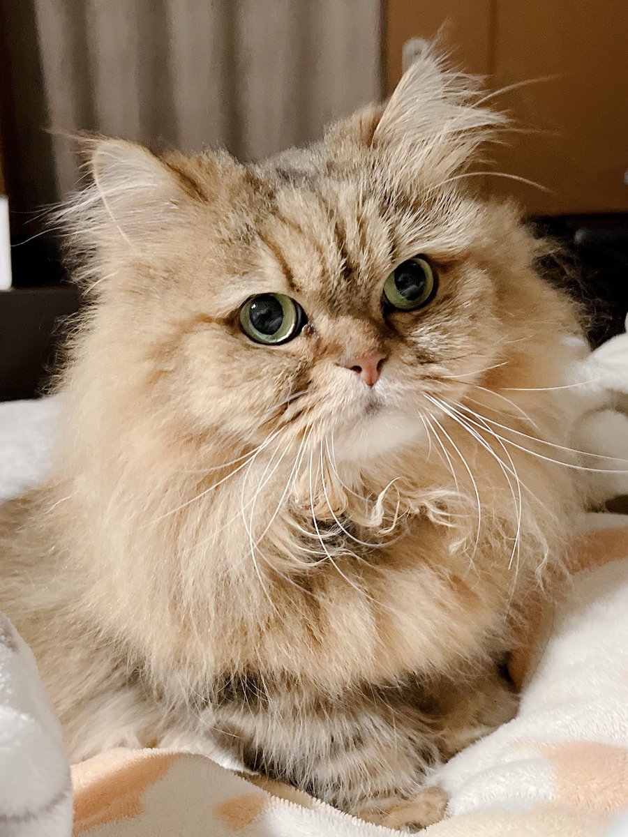 Renchrome's tweet photo. これはふみふみ中のウチのネコ様

#猫の日 https://t.co/6Ev6cUsY2U