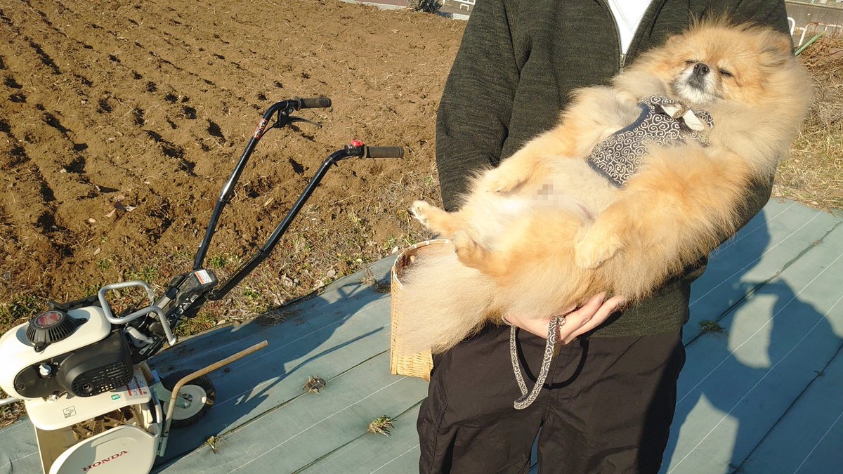 今日は家から少し離れたとこの畑なのでポチにバレないようにこっそり出かけたのですが、庭のすみっこで自分も出かけるのをずっと待ってたらしく…
作業が終わる頃に旦那に抱っこされてやってきました。