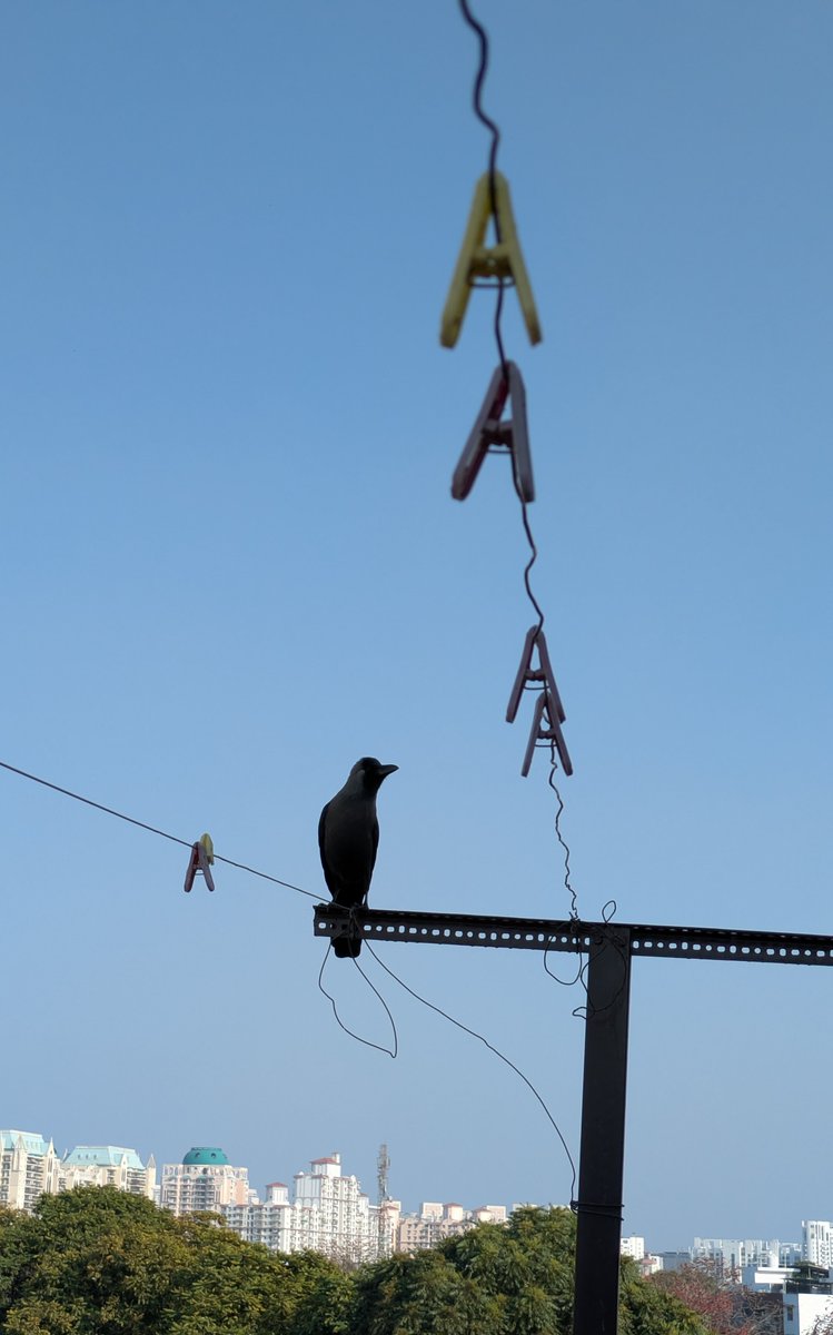 Local crow judging everyone equally.🐦‍⬛