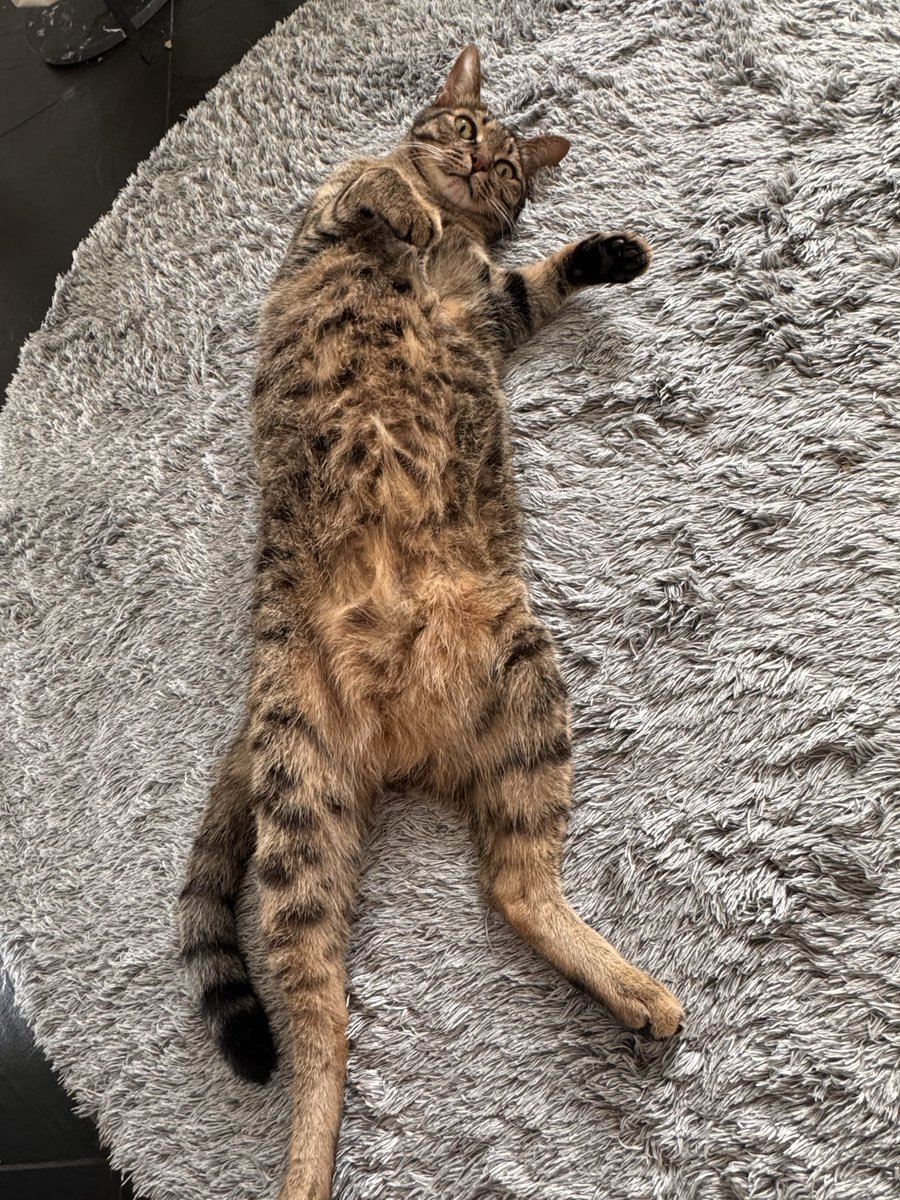 うちのにゃんこ #猫の日