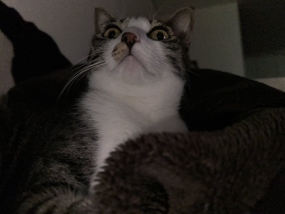 うちのにゃんこ #猫の日