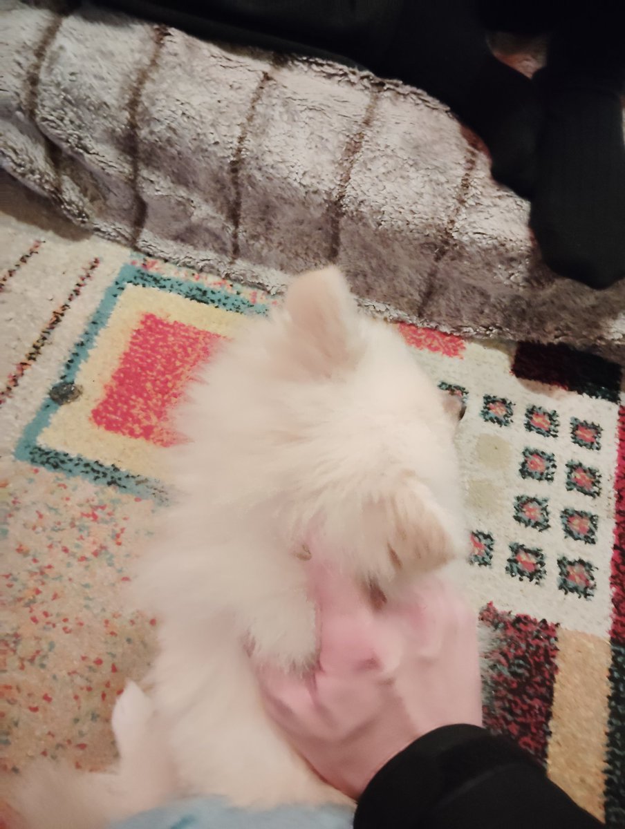 酒が本番

飲んだ後はまた白いモフモフとなでなでマッチング