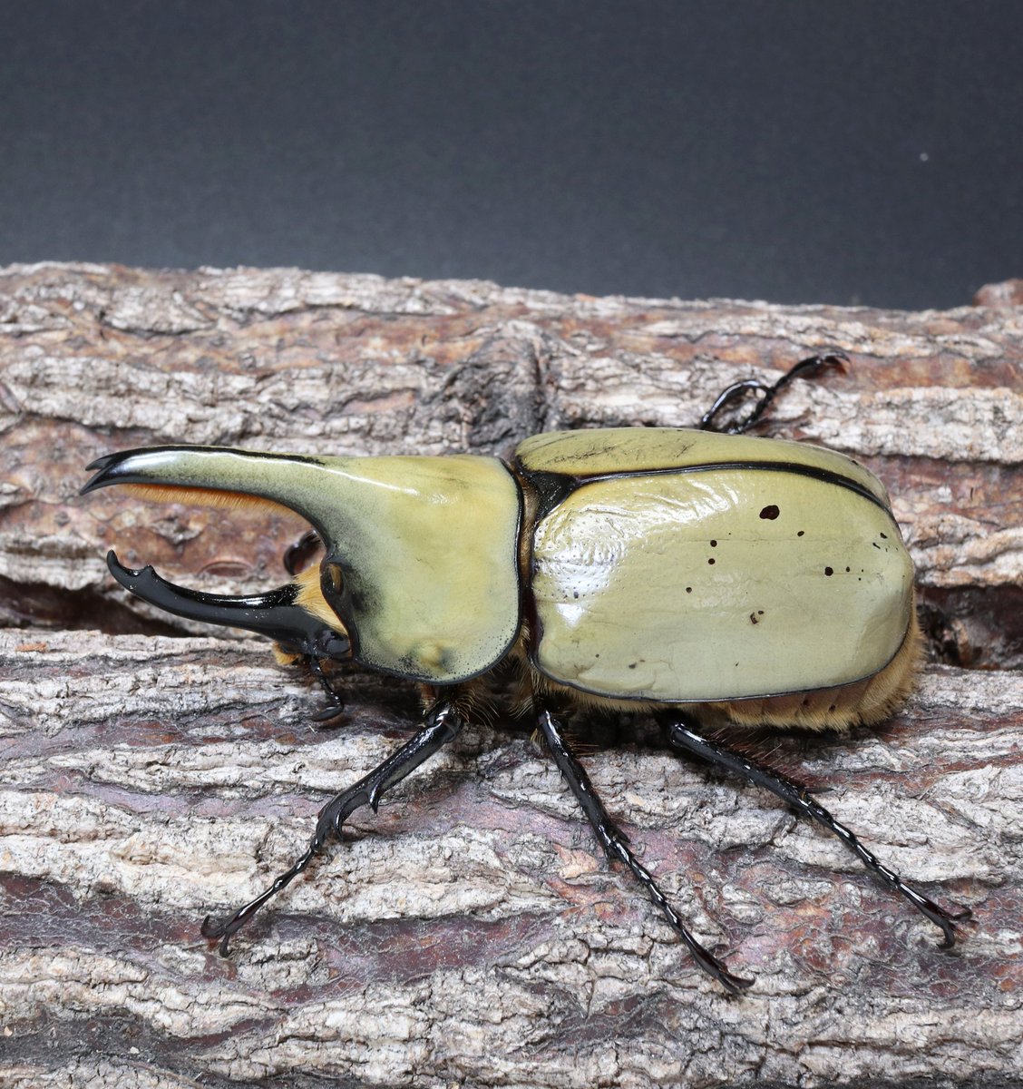 黒虫箱 (@Toshiyuki_MLK) / Posts / X