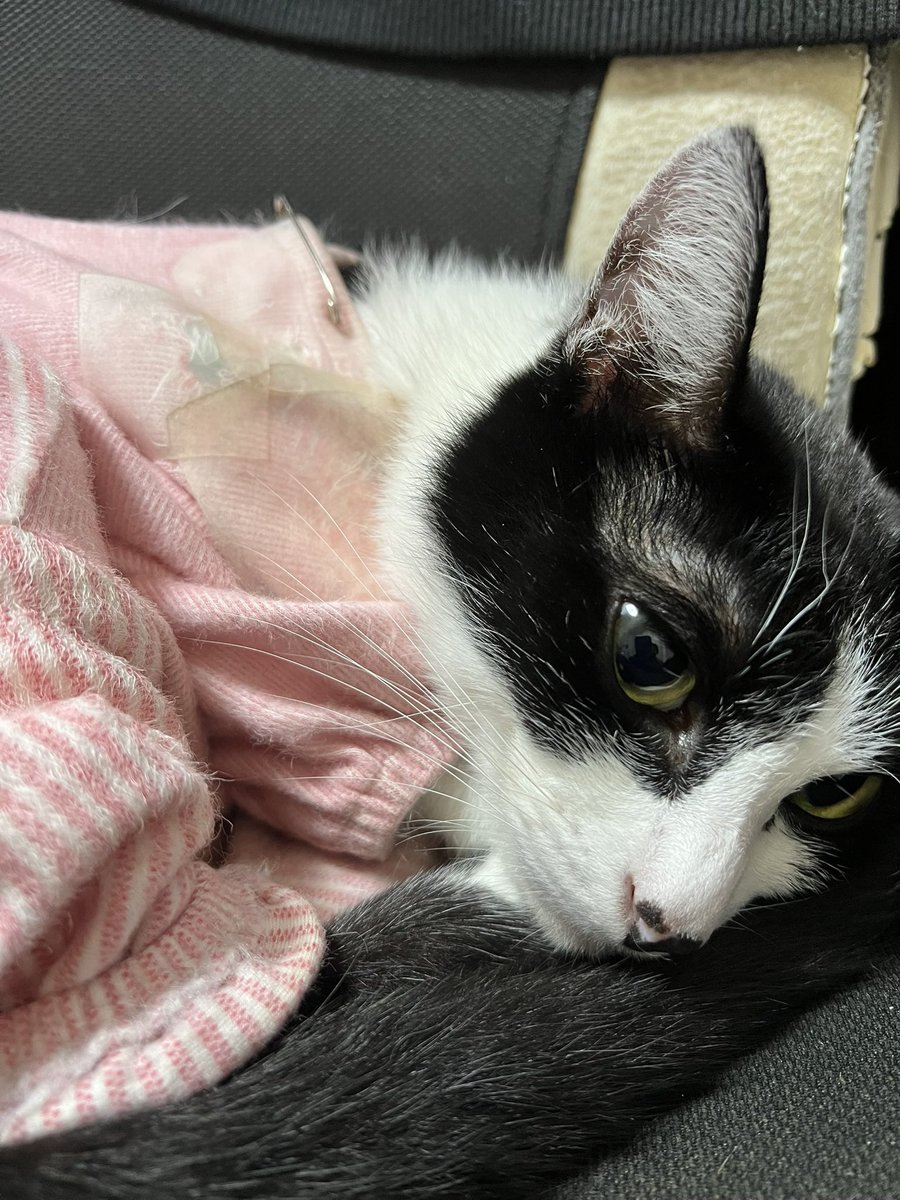 Post by ながと on X: #猫の日