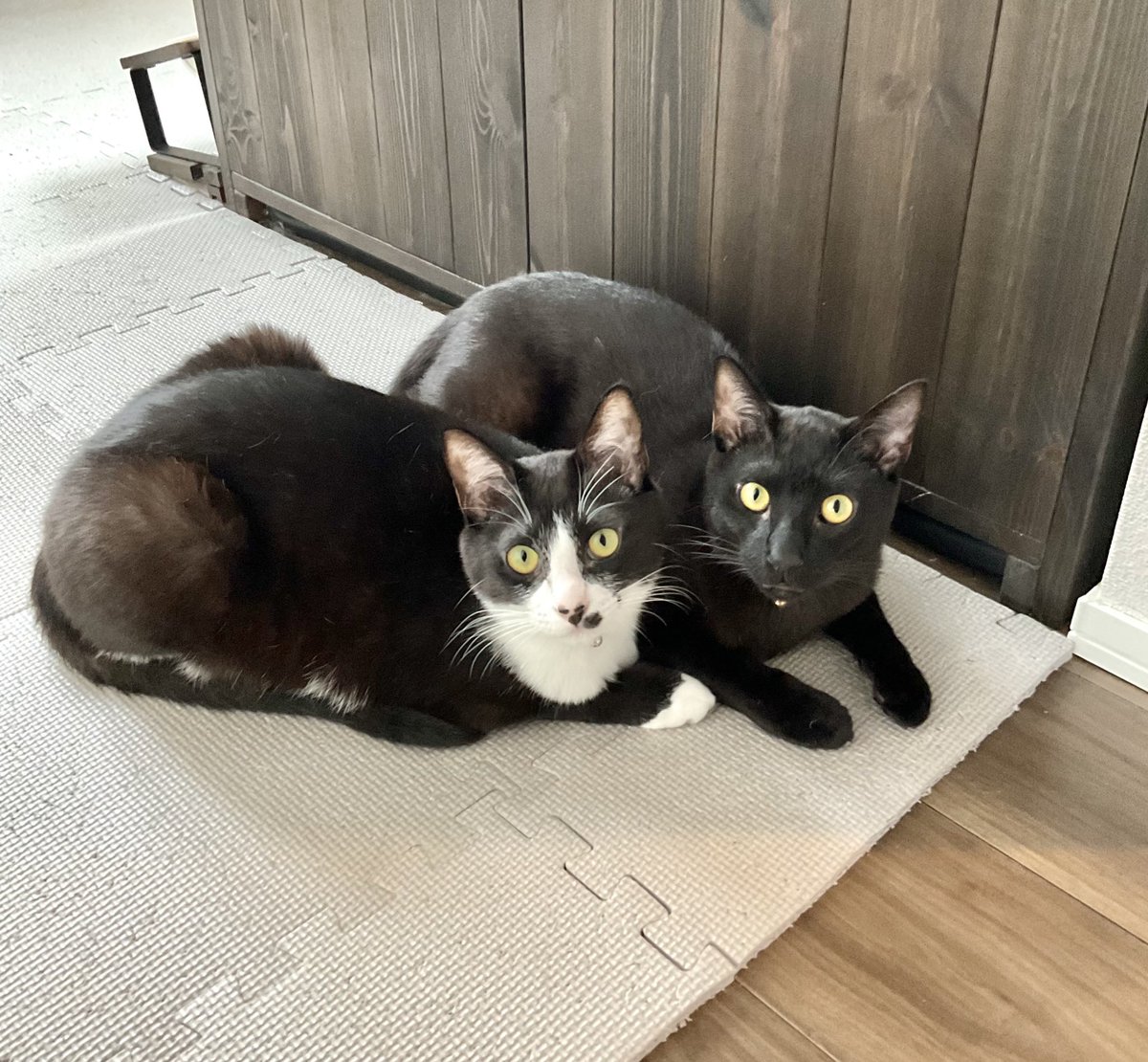 兄妹猫の雨と雪

#猫の日