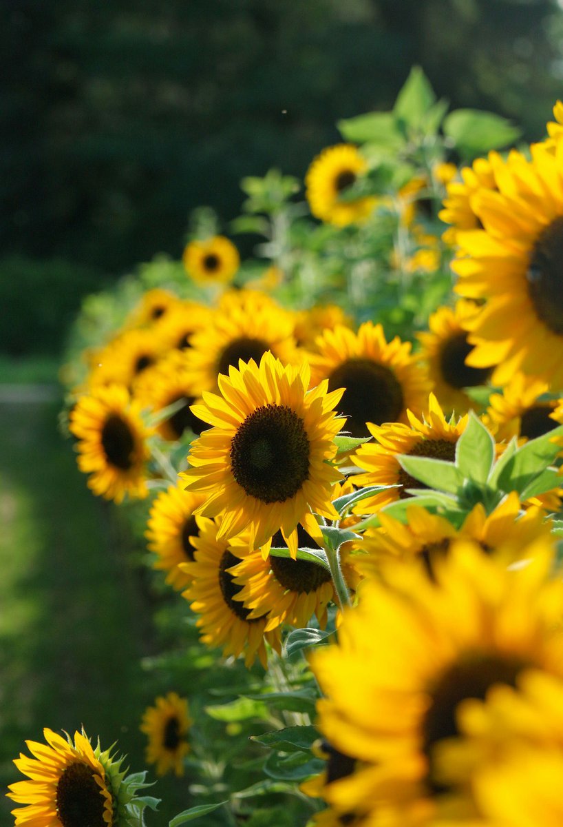PoppiekRosnx's tweet image. Bring me sunshine🌻🍃☀️🫶🌼💛

#SundayYellow #Sunflowers