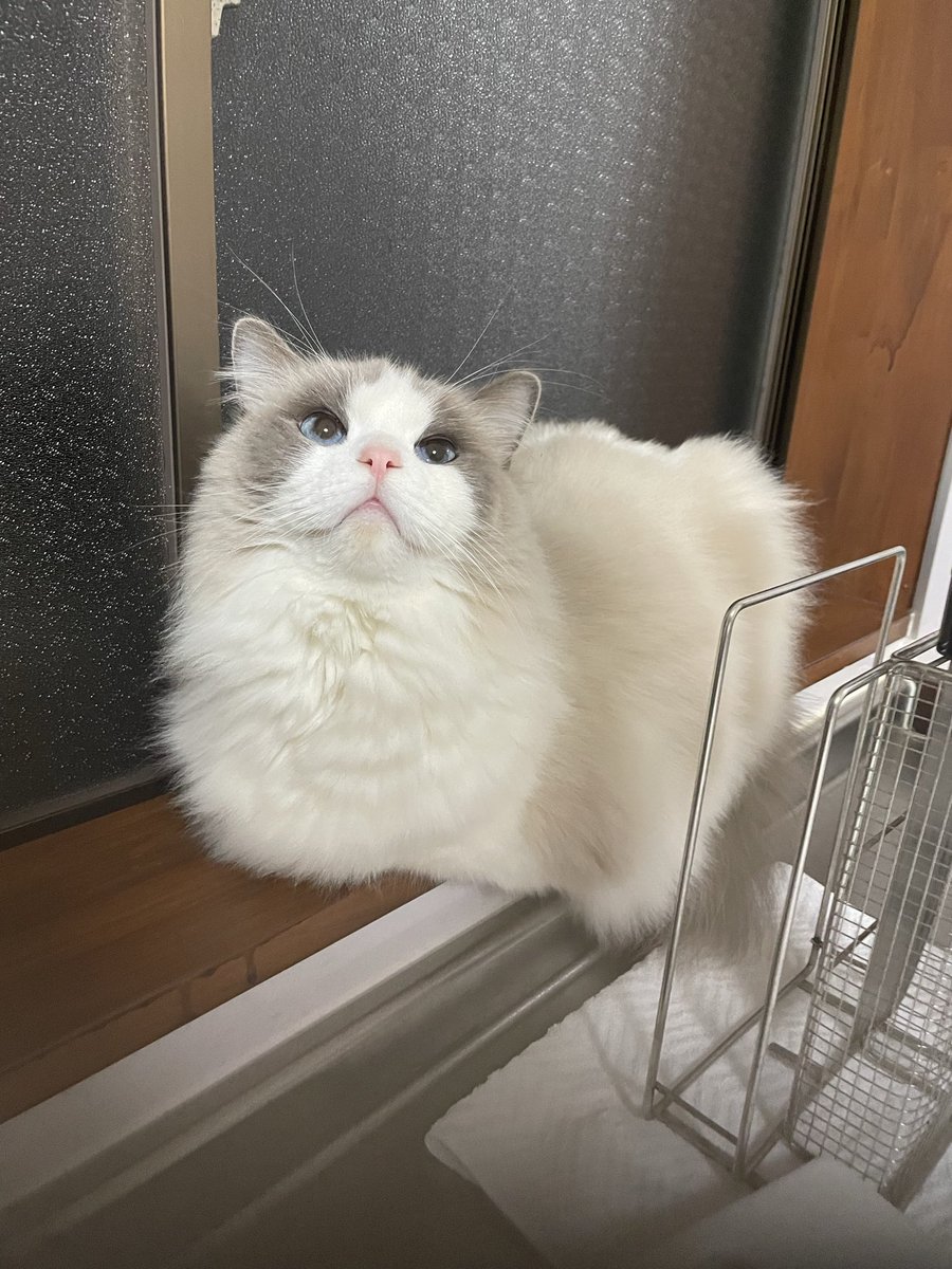 可愛すぎ✨