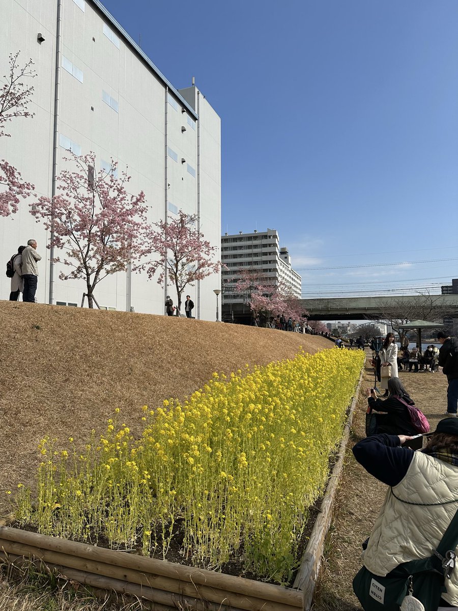 tokosango's tweet photo. 東京にも河津桜が咲いていました。
古民家もしっかり保存されていました。 https://t.co/rsybKF7dMj