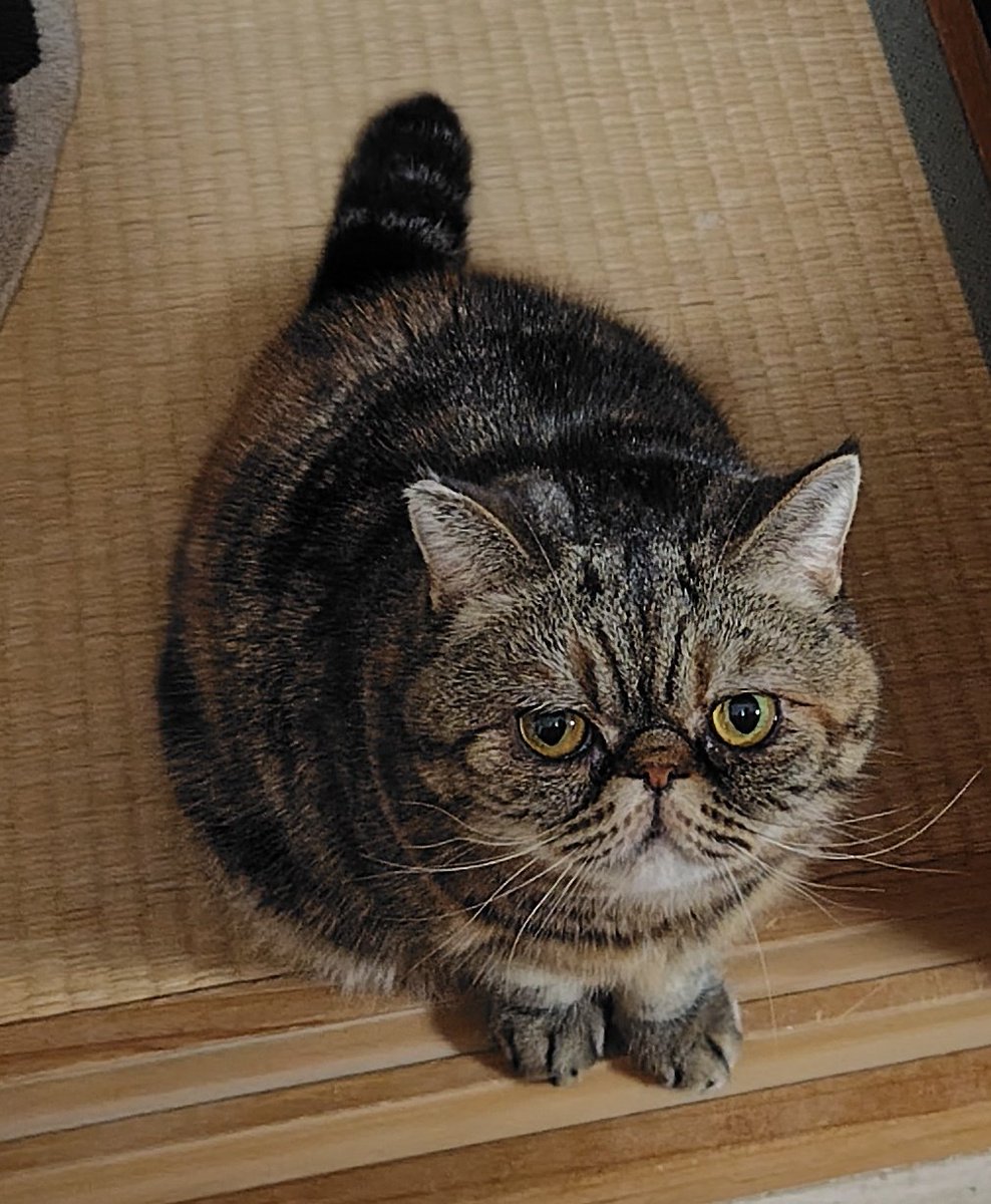 世界中の猫ちゃんが幸せに安心して過ごせる世の中になりますように🙏💖アンコも祈ってるニャン😽✨
#エキゾチックショートヘア
#猫の日