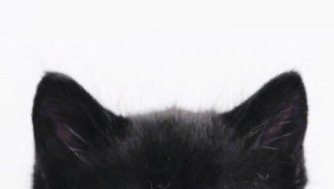 AnX1nzs's tweet photo. 猫の日🐱♡ #안신 https://t.co/xZpyzyGEJE