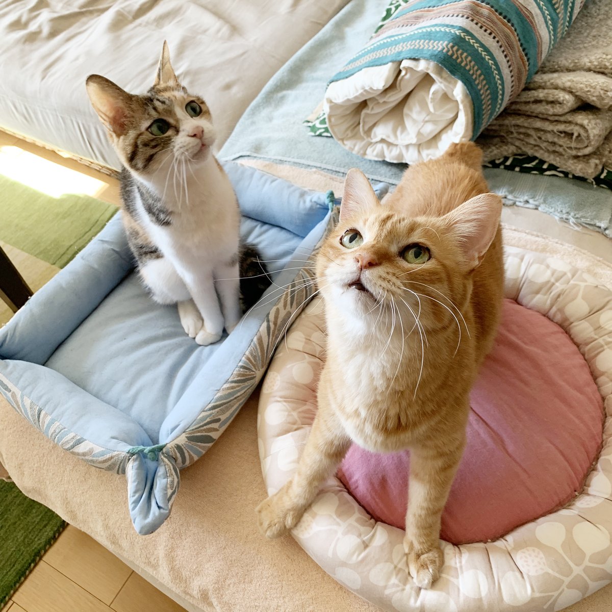 plusgraph's tweet photo. ハッピー猫の日!
🐈🐈⬛全てのネコさんが安心して暮らせる世界になりますように🐈🐈⬛
最近撮った写真は寝ているところばかりなので、たまには活発な親子(父17歳/娘16歳)を撮ろうとじゃらしで一生懸命お願いしてみました✨️
まだまだ元気でいてもらいたいです!
#plusgraph #猫の日 #猫 #にゃんすたぐらむ #元保護猫