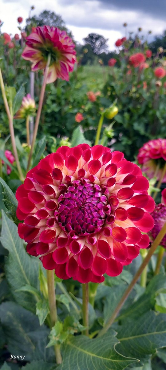 Kanny (@claudiamelissen) on Twitter photo 