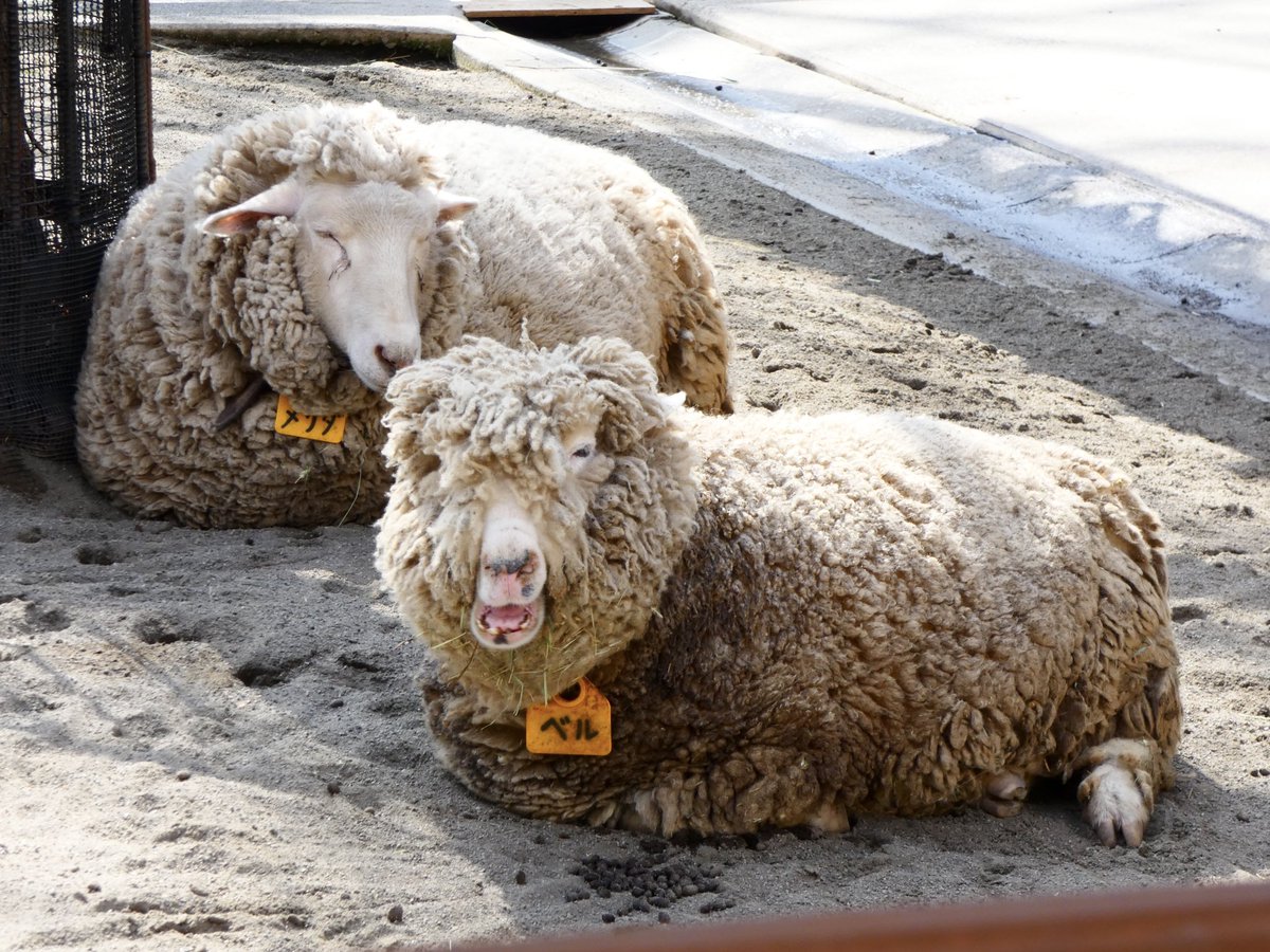 カメラを買いました