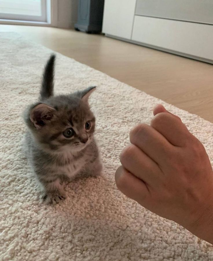 kitten_zukan's tweet photo. ハイタッチ🐾 https://t.co/3GhC4DlQyO