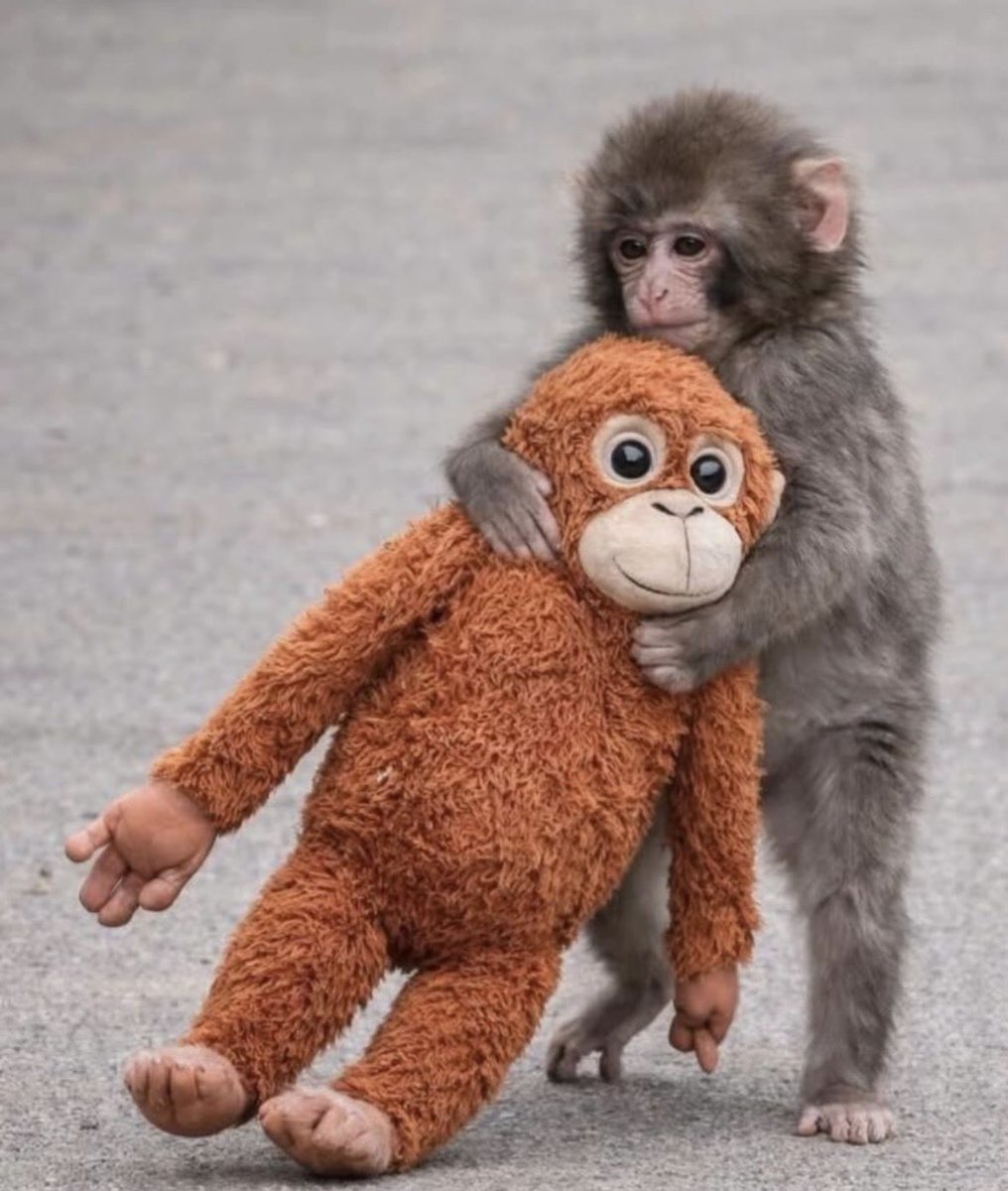 世界的に有名になってる小猿のパンチ🐒 母親代わりのぬいぐるみが見る