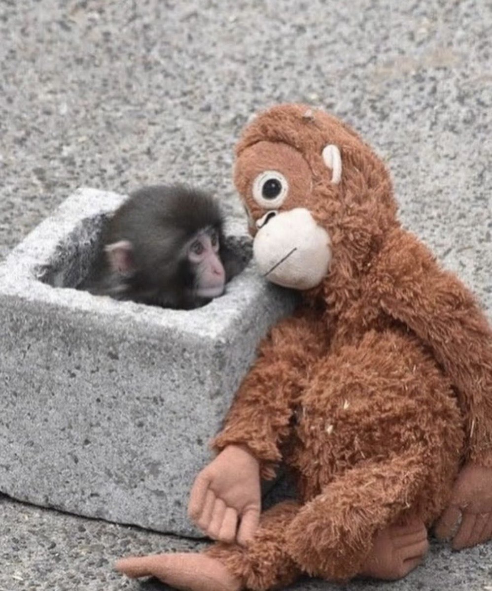 世界的に有名になってる小猿のパンチ🐒 母親代わりのぬいぐるみが見る