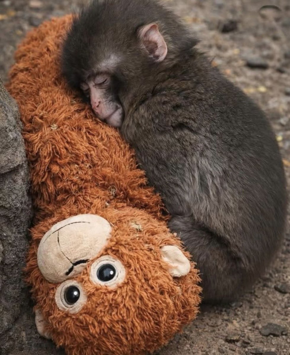 世界的に有名になってる小猿のパンチ🐒 母親代わりのぬいぐるみが見る