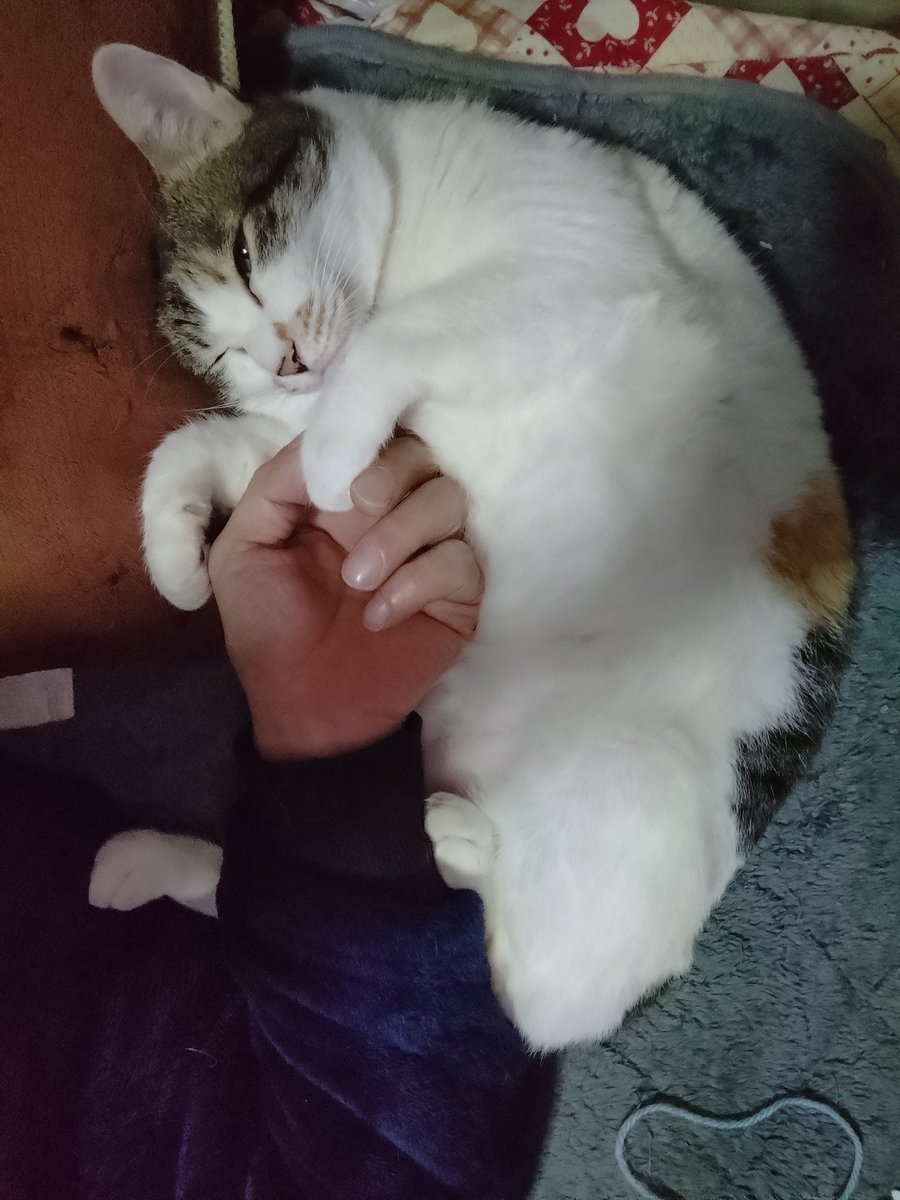BLOODTYPE_R1117's tweet photo. 君が抱きつくから冬が好きだった…

#猫の日 https://t.co/sk6VXvKFUJ