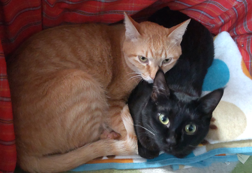 rasaya_k's tweet photo. 猫の日なので我が家の同居人達。去年から一緒に暮らし始めて半年ちょっとのニャンコ達です。 https://t.co/OPwwSR6Wtu