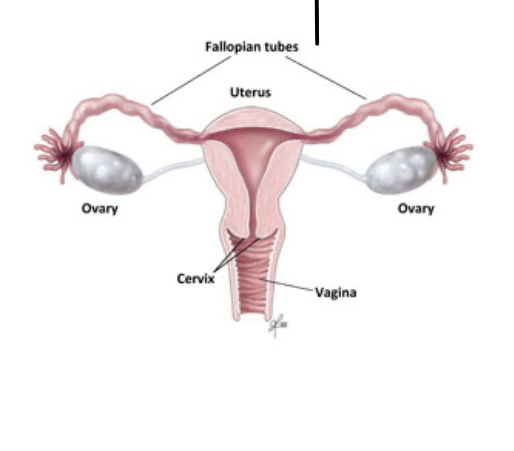 5/6  
Quick anatomy &amp; cycle reminder:  

Normal cycle = 21–35 days total  
Bleeding phase = 2–7 days  

(Teens often have wider ranges initially; most settle by mid-20s.)  

Know the basics → spot changes sooner.  

#FemVitalHub