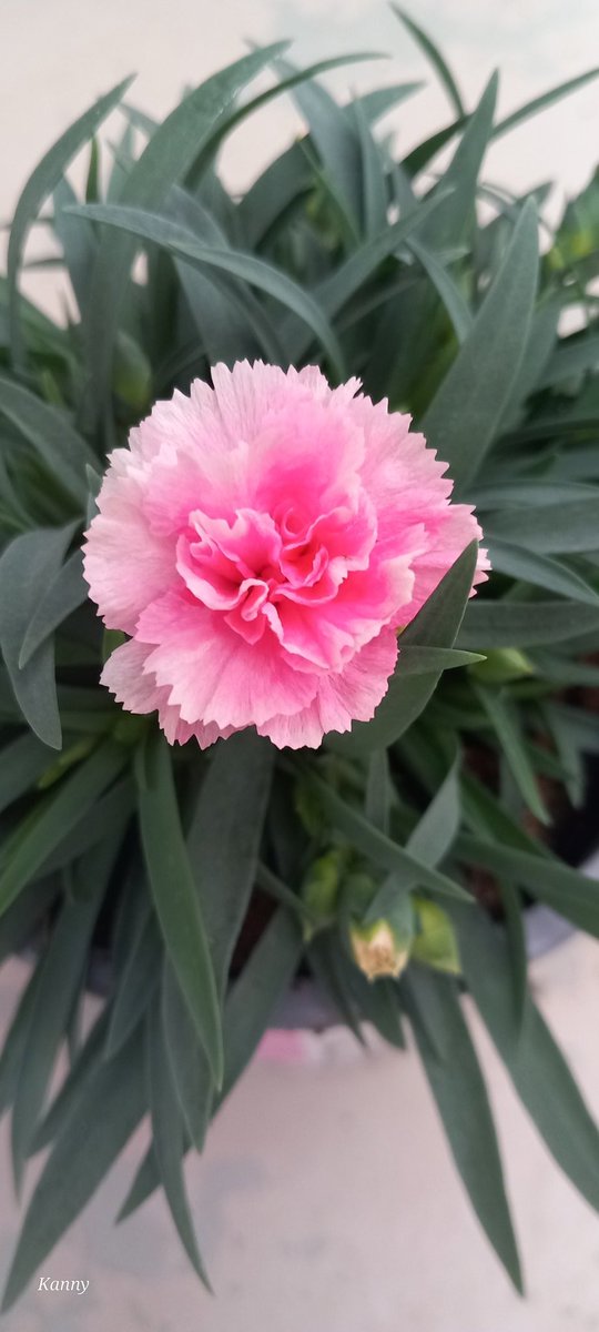 Kanny (@claudiamelissen) on Twitter photo 