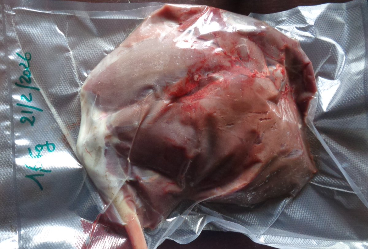 John Lewis-Stempel tweet media