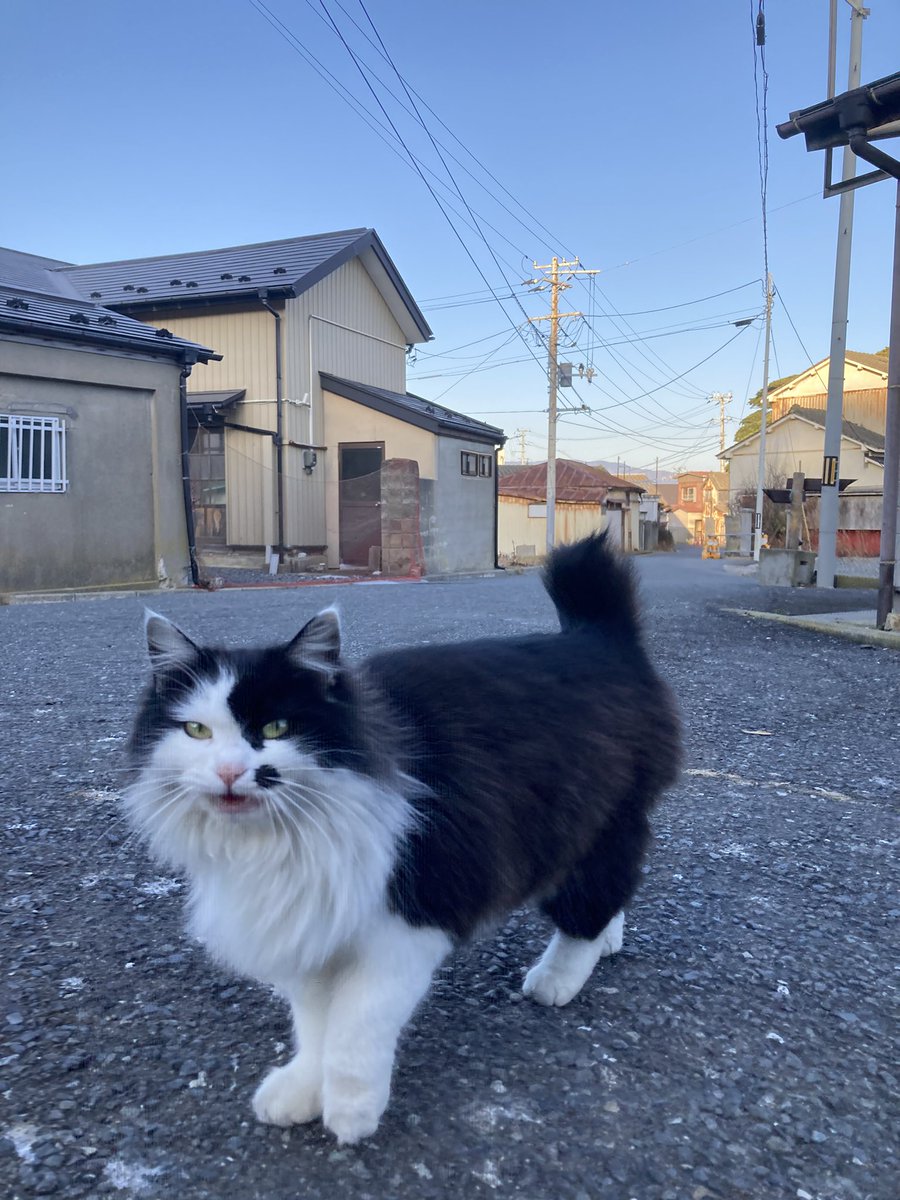 今夕の #仁斗田地区 #ポンプ置場 二代目ちゃめこ一家、早々に勢揃い