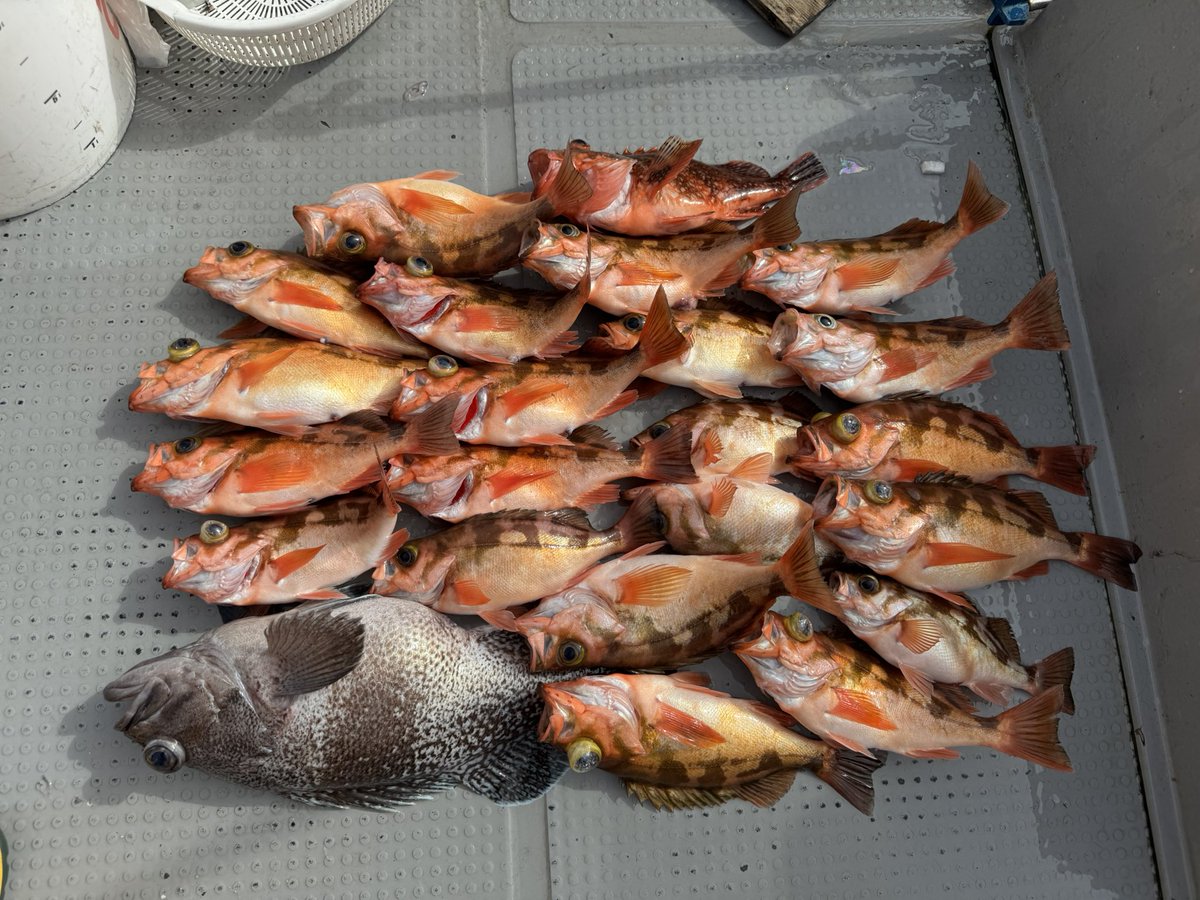 YUUTAfishing's tweet photo. 先週までタラちゃん調子良かったんですが😅

居なくなったため五目釣りに変更してました🎣 https://t.co/Lb54jQBT03