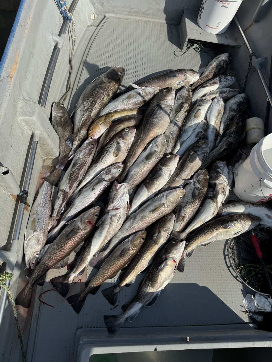 YUUTAfishing's tweet photo. 先週までタラちゃん調子良かったんですが😅

居なくなったため五目釣りに変更してました🎣 https://t.co/Lb54jQBT03