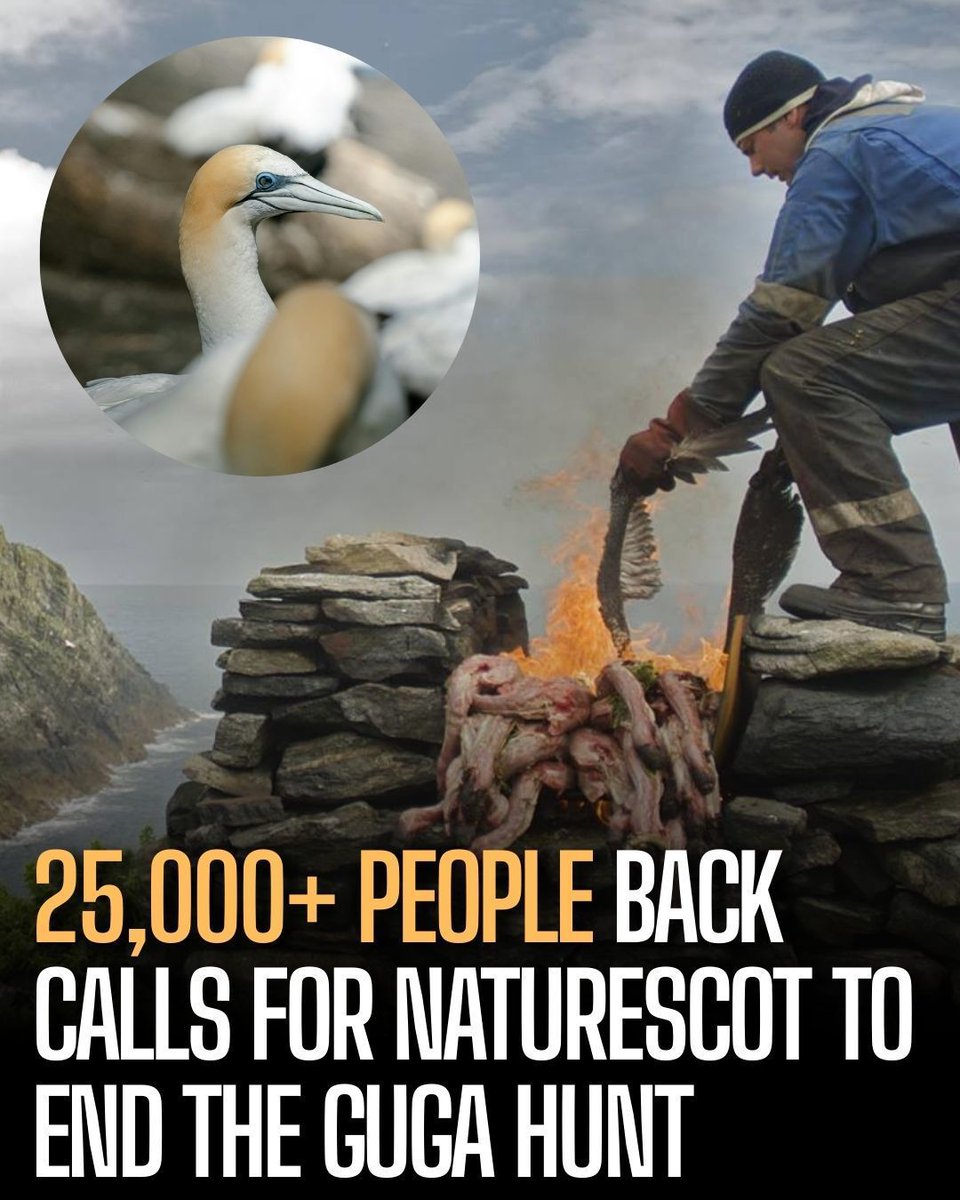 The pressure is really starting to mount on NatureScot to end the Guga hunt. A 'tradition' where a group of men massacre Gannet chicks on a remote Scottish island for a local delicacy.