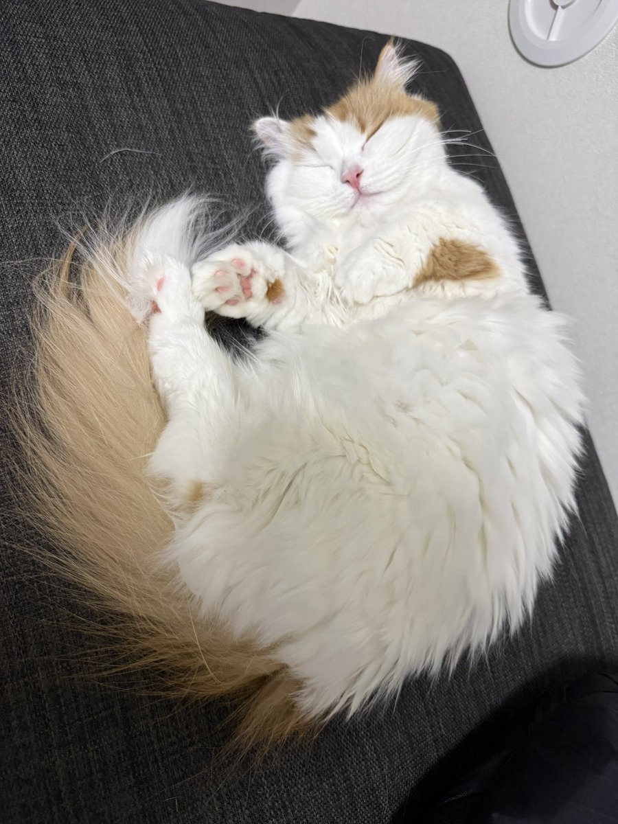 本日2月22日はにゃんにゃんにゃんの日でもあるみたいです😼 いつも癒し